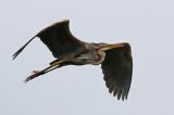 20160625_Purperreiger_De Wieden_2